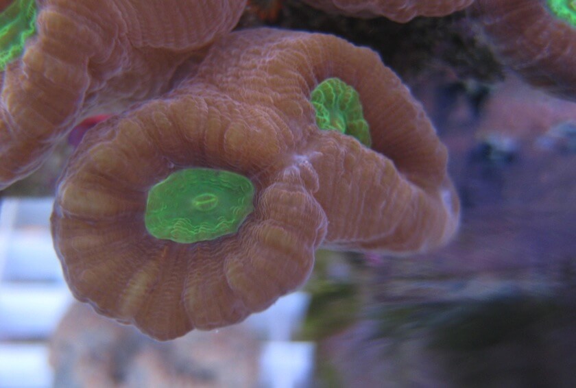 Red and Green Candy Cane