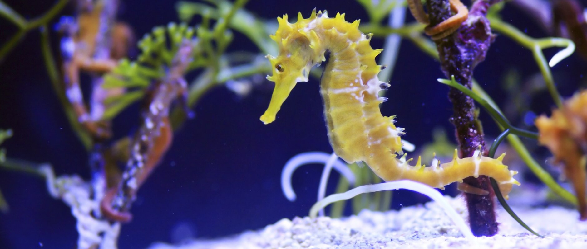 Seahorse