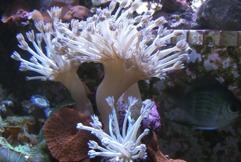 Silver Pulsating Xenia