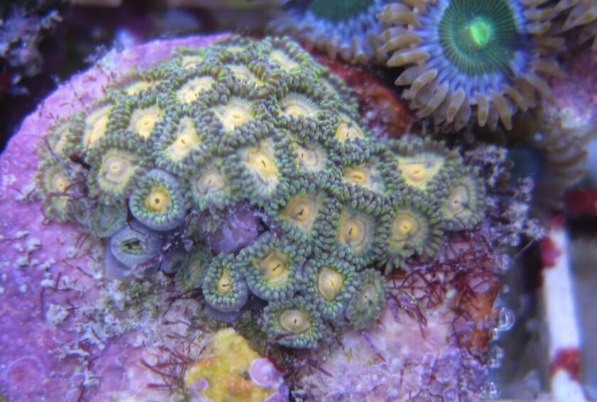 Super Yellow mini-zoanthid